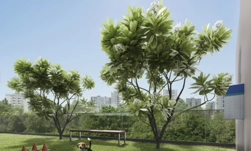 Pet Placet Le Sommet